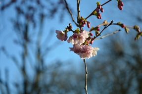 Flowers blossom on a cherry tree