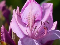 rhododendron blooming in spring