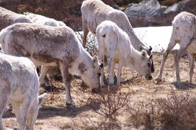 reindeers on the nature in Norway