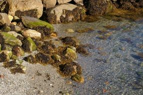 seaweed on the coast in Norway