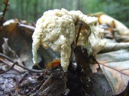 perfectly charming mushroom