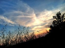 scenic sunset on the wild meadow