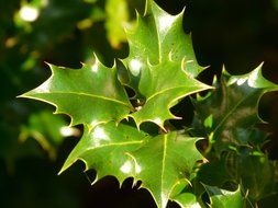 holly leaf