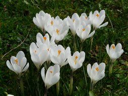 white crocuses on a green grass