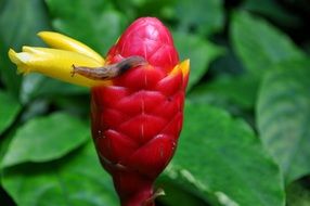 closeup photo of Snail on the exotic flower