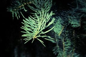 long needles of coniferous wood
