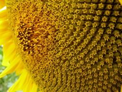 unripe yellow sunflower