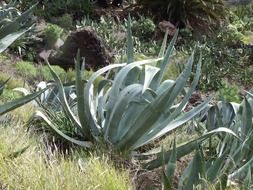 agave succulent