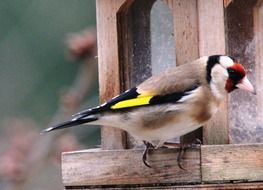 Stieglitz bird in spring