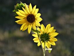 small sunflowers on the stem