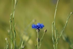 closeup of a wild blue flower