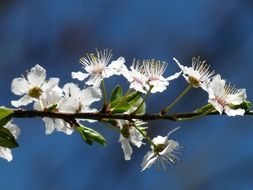 blooming of the wild plum on the blue background