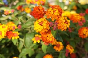 wonderful orange flowers