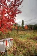 mailbox beneath red tree at countryside