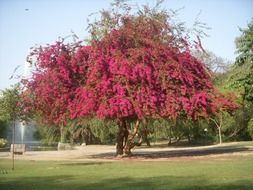 bouganville like a tree