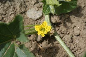 yellow melon flower plant closeup