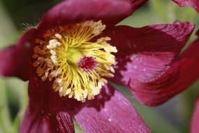 closeup of a red garden flower