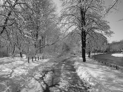 winter nature in black and white image