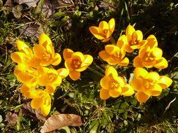 top view of the yellow crocuses in the grass