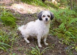 fluffy cute dog in the forest