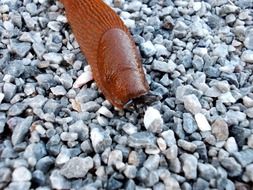 snail on the road