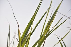 Photo of green grass on a white background