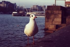 white seagull on the pier