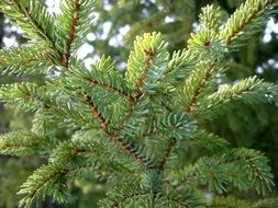 spiny forest tree