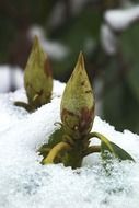 green rhododendron sprouts break through the snow