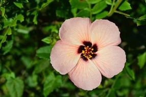 small romantic pink flower