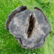 trunk hole