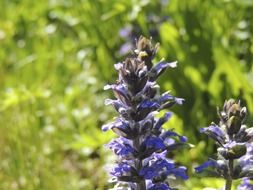 blooming purple flower in summer