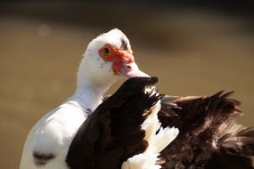 white and black duck