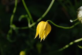 yellow flower blooming