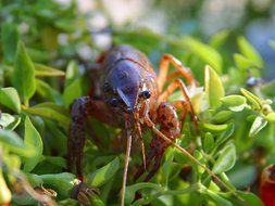 crawfish in green vegetation