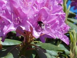 bee on a pink flower