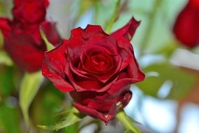 red roses flowers blooms macro photo