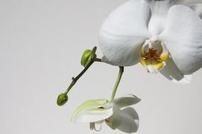 White orchid flowers on a white background