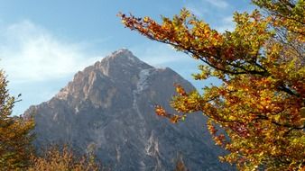 autumn tree leaves