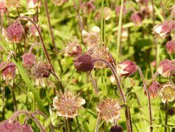 bloom of avens closeup