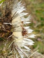 Side view of the flower silver thistle