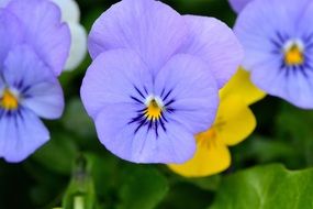 violet and yellow garden flowers