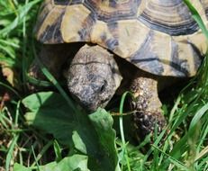 turtle hiding in the grass