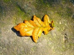 gold leaf on a stone in autumn