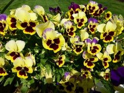 pansy flowers in sunlight