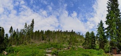 fallen trees in front of Green forest