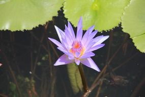 magnificent water lily purple