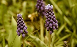 muscari flower in spring
