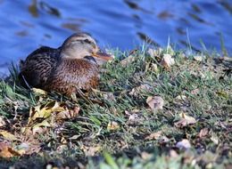 duck female