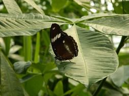 black butterfly on a green plant